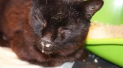 Що має бути носом у здорових кішок і кішок